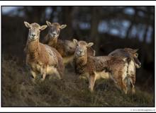 Mouflon