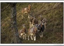 Mouflon