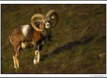 Mouflon