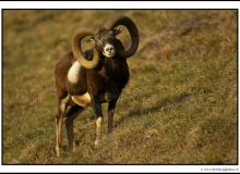 Mouflon