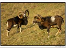 Mouflon