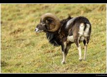 Mouflon