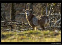 Mouflon