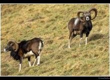 Mouflon