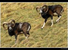 Mouflon