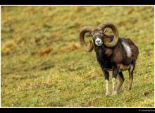 Mouflon
