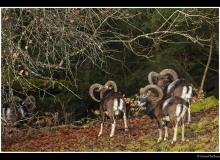 Mouflon