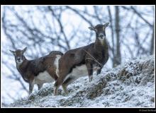 Mouflon