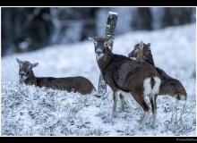 Mouflon