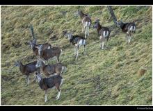 Mouflon