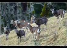 Mouflon