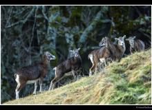 Mouflon