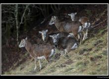 Mouflon