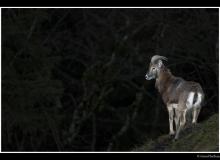 Mouflon