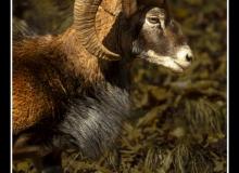 Mouflon
