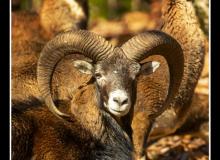 Mouflon