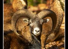 Mouflon