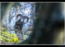 Mouflon