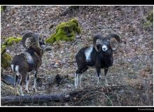 Mouflon