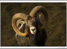 Mouflon