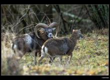 Mouflon