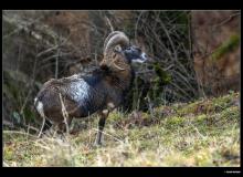 Mouflon