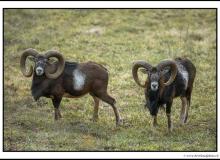 Mouflon