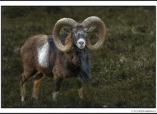 Mouflon