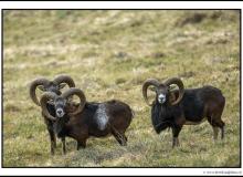 Mouflon