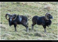 Mouflon