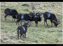 Mouflon