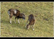 Mouflon