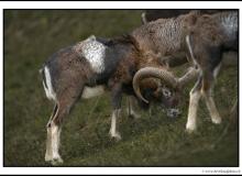 Mouflon