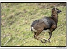 Mouflon