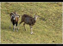 Mouflon