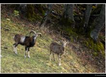 Mouflon