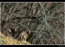 Mouflon