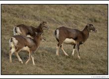 Mouflon