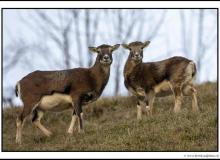 Mouflon