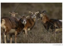 Mouflon