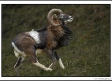 Mouflon