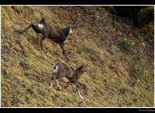 Mouflon et chamois