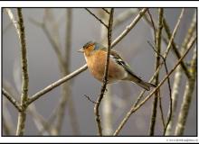 Pinson des arbres