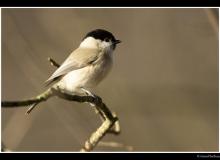 Mesange boreale