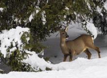 Biche