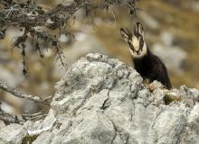 Chamois