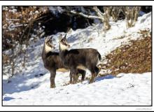 Chamois
