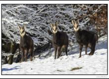Chamois