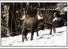 Chamois