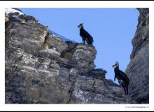 Chamois